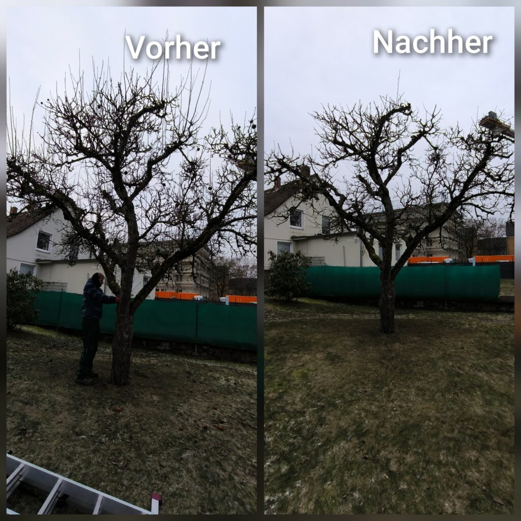Baumpflege 4 Schnitt des Apfelbaums (Malus domestica)