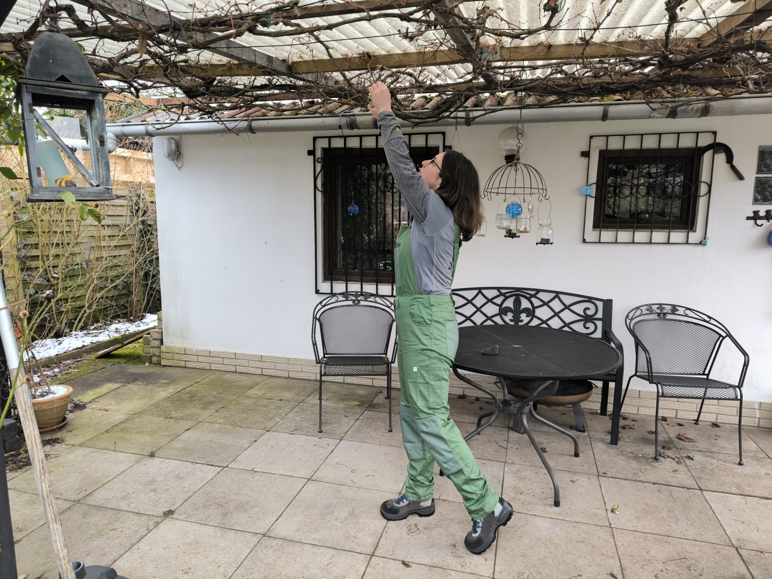 Schnitt der Weinrebe (Vitis vinifera) Schnitt der Weinrebe (Vitis vinifera)