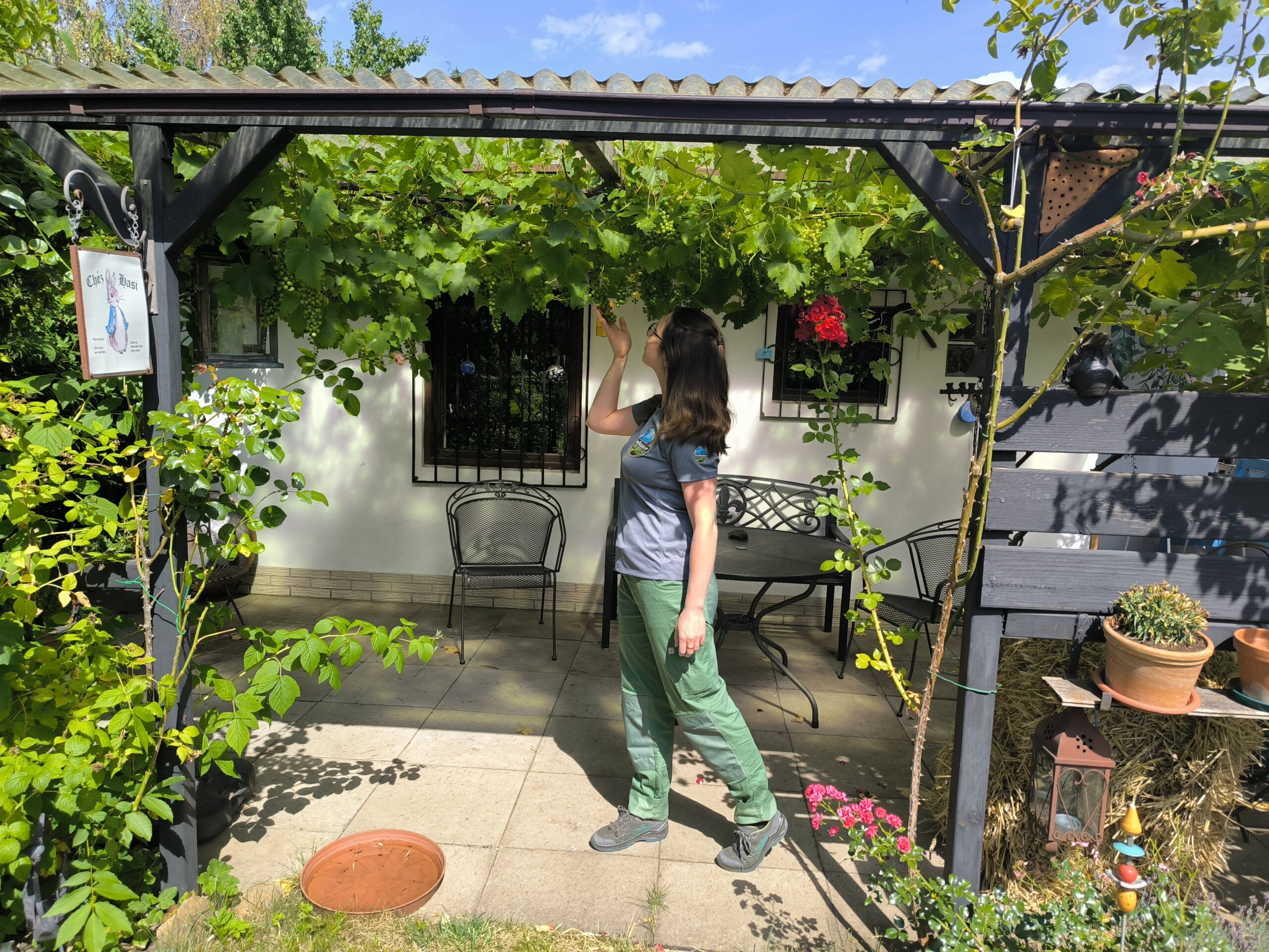 Schnitt der Weinrebe (Vitis vinifera)