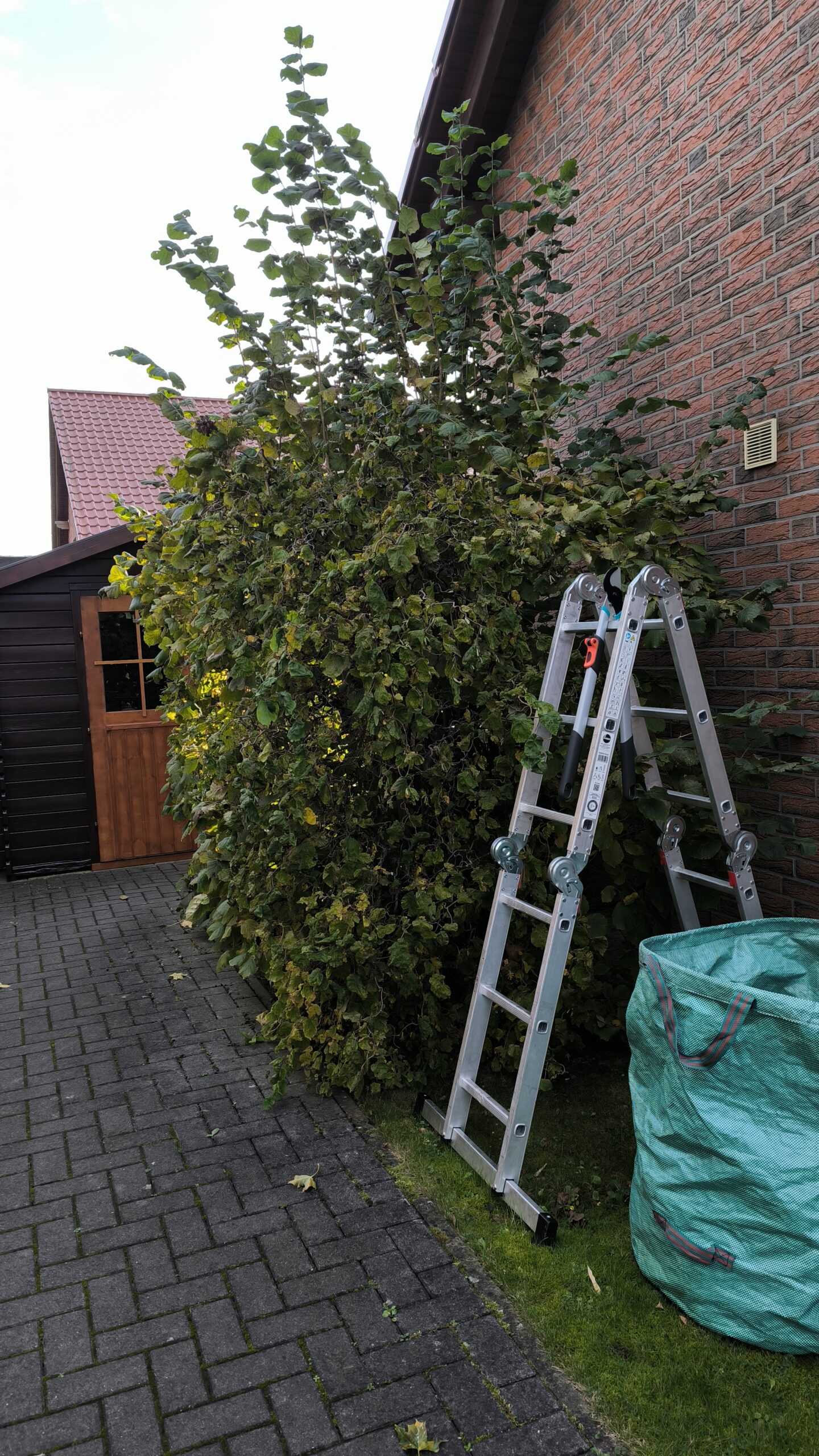 Schnitt der Haselnuss Schnitt der Haselnuss