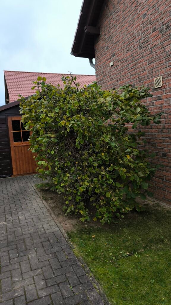 Professionelle Gartenpflege 11 Schnitt der Haselnuss