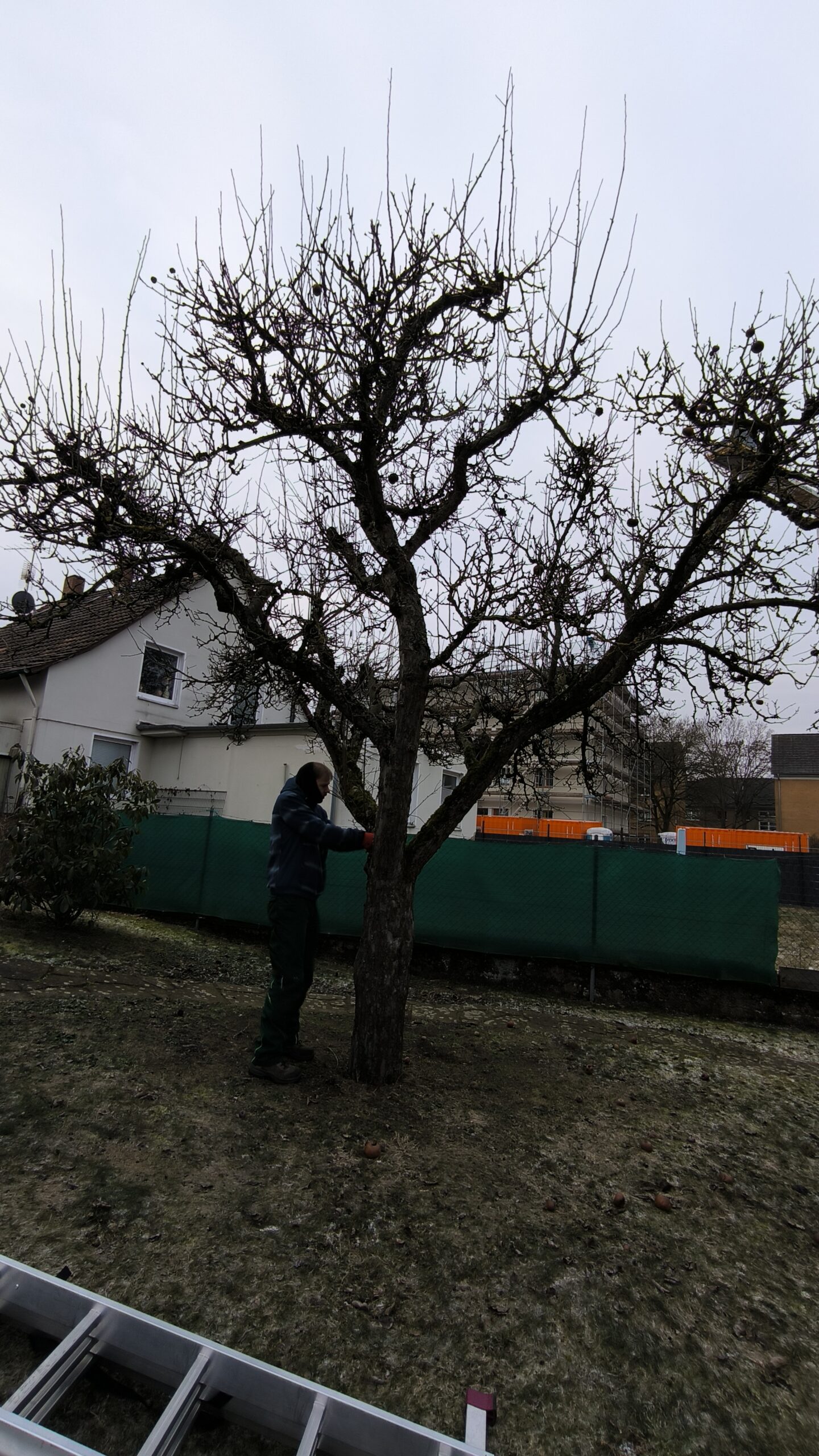 Schnitt des Apfelbaums (Malus domestica) Schnitt des Apfelbaums (Malus domestica)