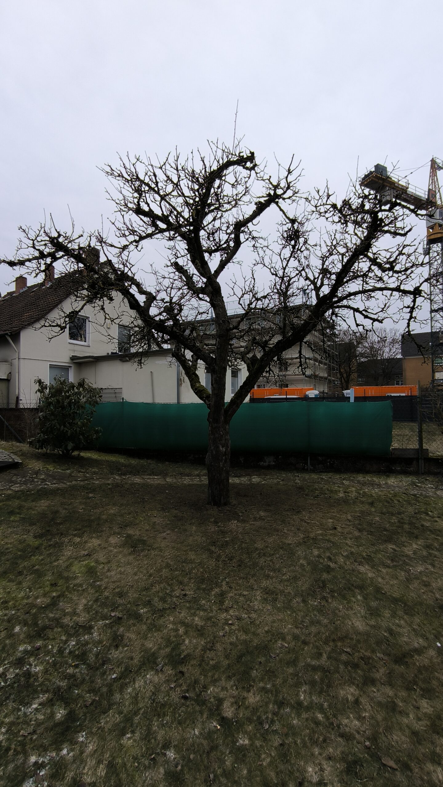 Schnitt des Apfelbaums (Malus domestica)