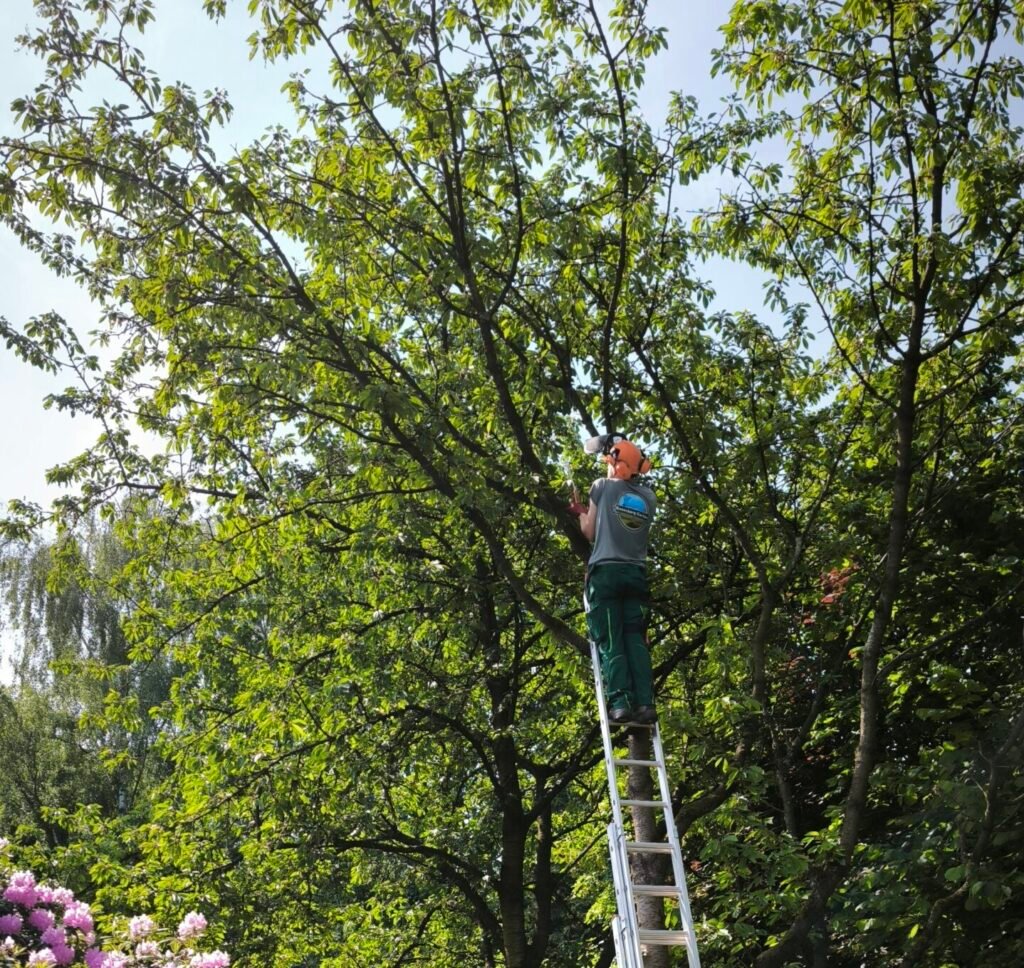 Baumpflege 6 Professionelle Kronenauslichtung eines Baumes in Hannover