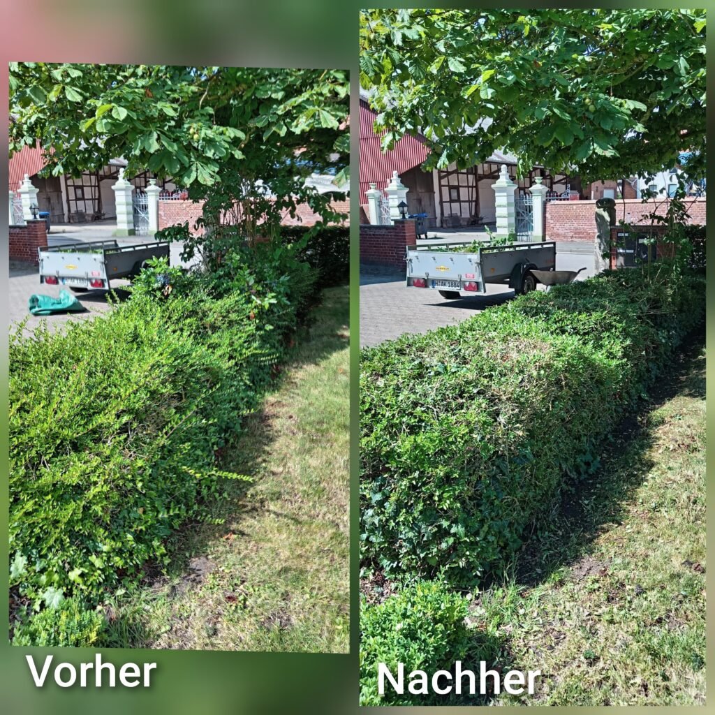 Professionelle Gartenpflege 6 Vorher-Nachher Vergleich einer Hecke nach professionellem Heckenschnitt