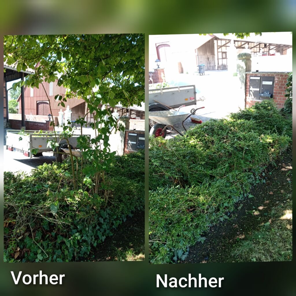 Professionelle Gartenpflege 7 Vorher-Nachher Vergleich einer Hecke nach professionellem Heckenschnitt