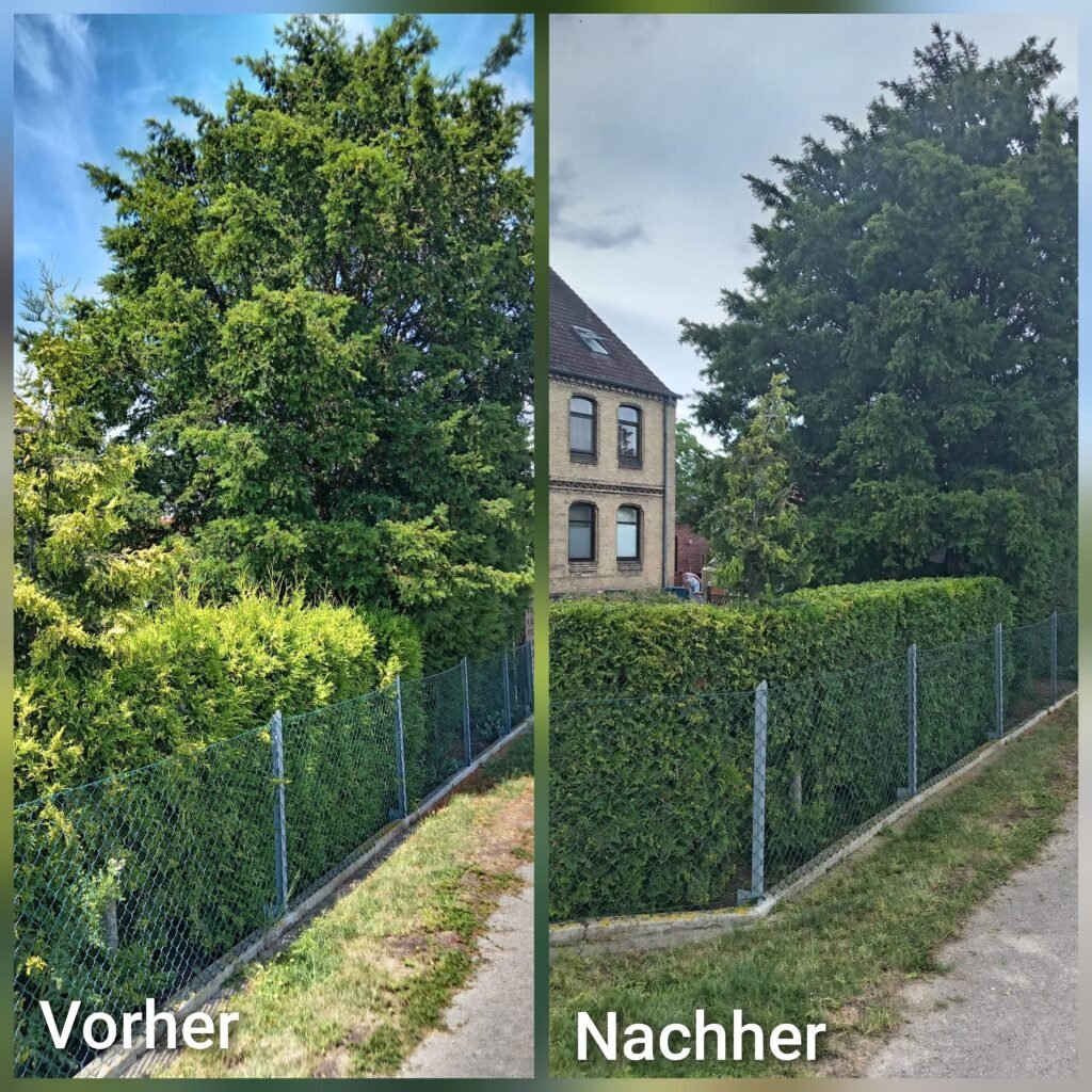 Professionelle Gartenpflege 8 Vorher-Nachher Vergleich einer Hecke nach professionellem Heckenschnitt