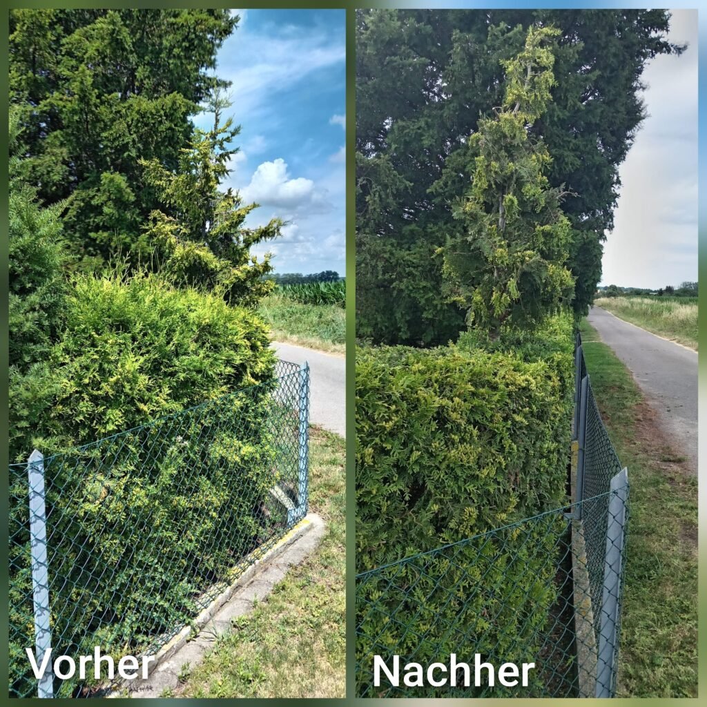 Professionelle Gartenpflege 9 Vorher-Nachher Vergleich einer Hecke nach professionellem Heckenschnitt