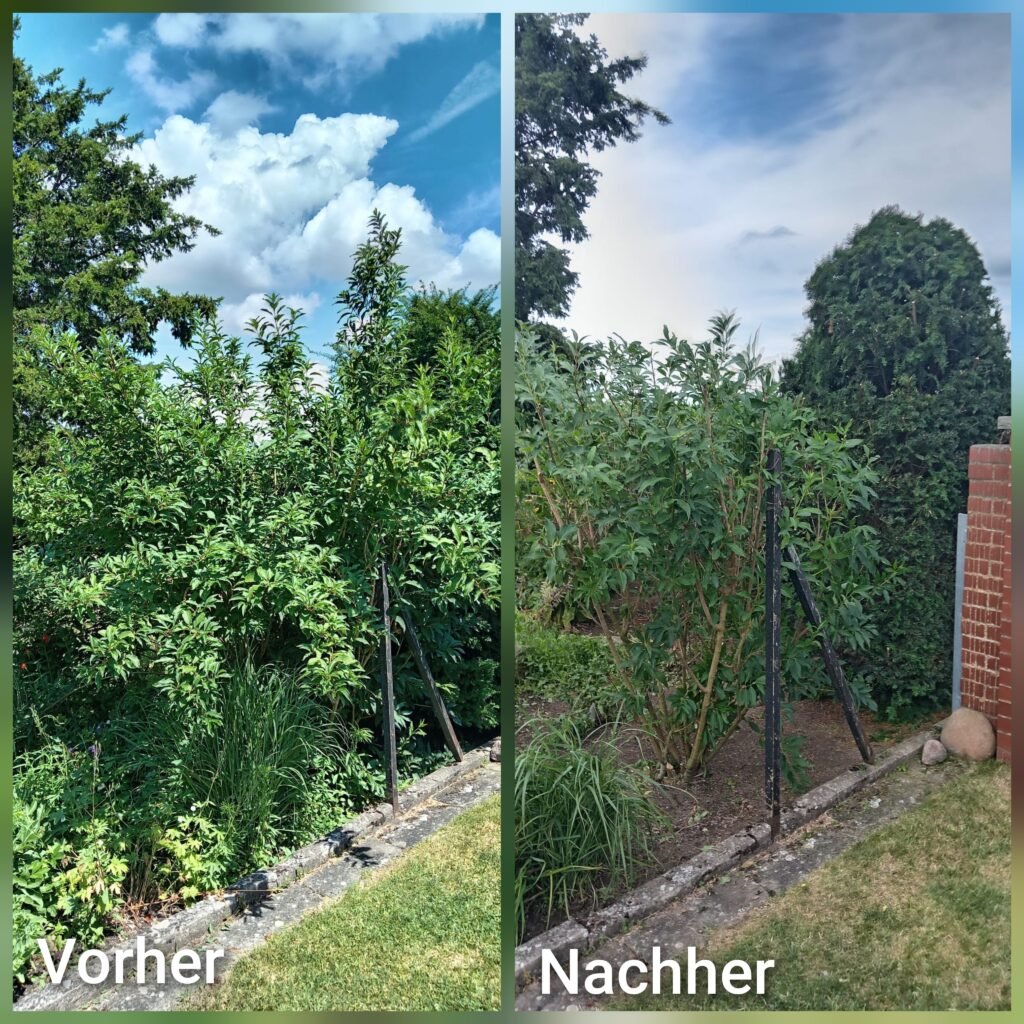 Professionelle Gartenpflege 10 Vorher-Nachher Vergleich einer Hecke nach professionellem Heckenschnitt