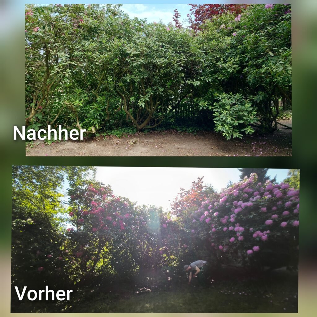 Professionelle Gartenpflege 4 Vorher-Nachher Vergleich einer Hecke nach professionellem Heckenschnitt
