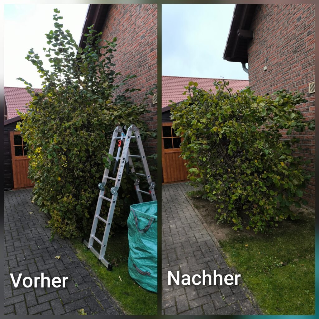 Professionelle Gartenpflege 5 Vorher-Nachher Vergleich einer Hecke nach professionellem Heckenschnitt