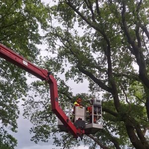 Professionelle Baumpflege mit Hubarbeitsbühne in Hannover